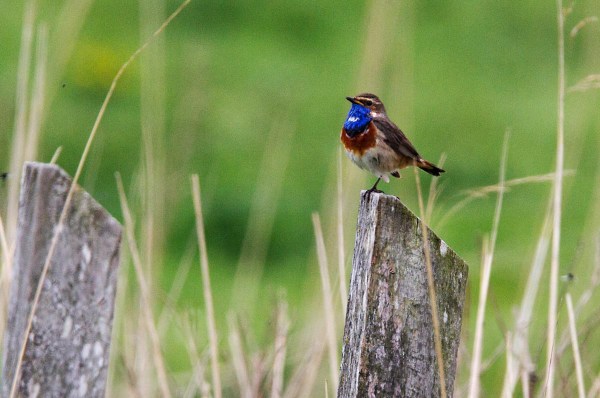 Foto van een Blauwborst in Polder Breebaart, Groningen