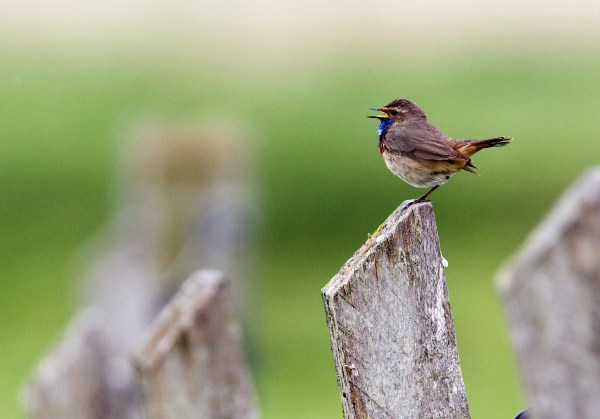 Foto van een Blauwborst in Polder Breebaart, Groningen