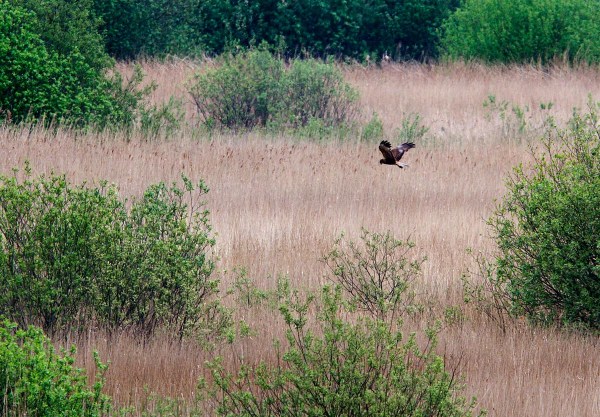 Foto van een Bruine Kiekendief in Nationaal Park Alde Feanen, Friesland