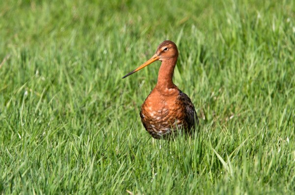 Foto van een Grutto in polder Arkemheen