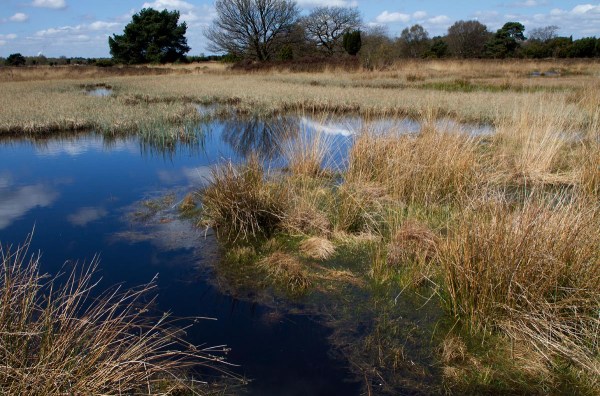 Foto van het Mantingerveld, Drenthe