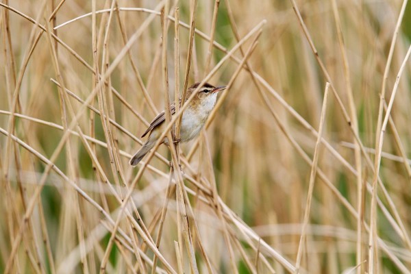 Foto van een Rietzanger in Nationaal Park Alde Feanen, Friesland