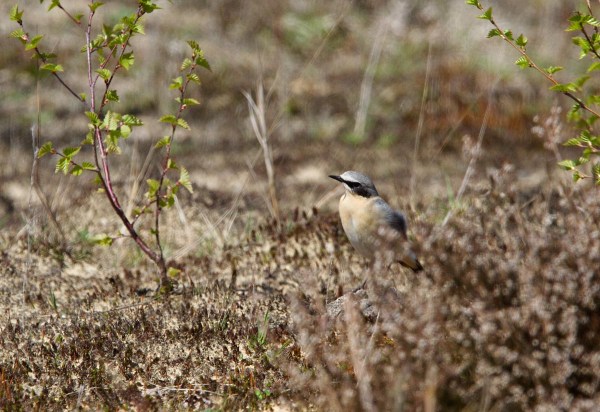 Foto van een Tapuit, Mantingerveld, Drenthe