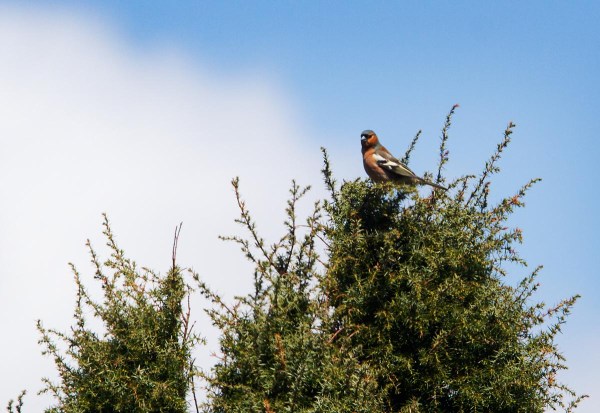 Foto van een Vink in een jeneverbes, Mantingerveld, Drenthe