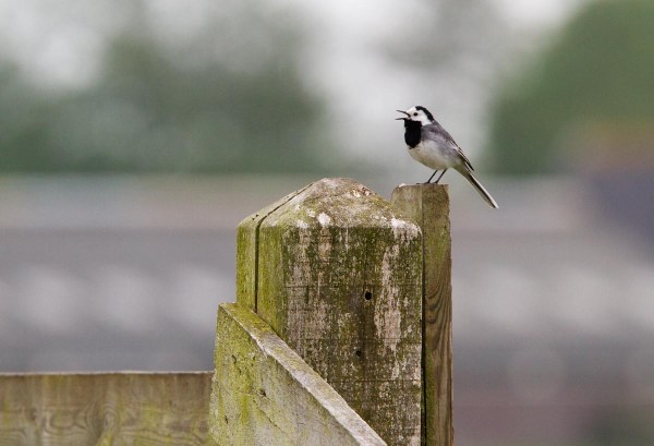Foto van een Witte Kwikstaart, Friesland