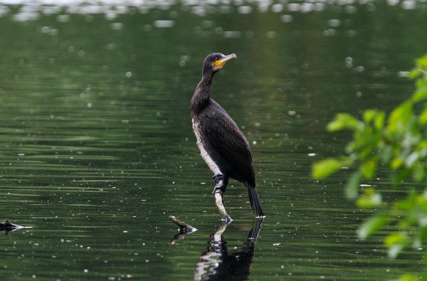 Foto van een Aalscholver, Ackerdijkse Plassen