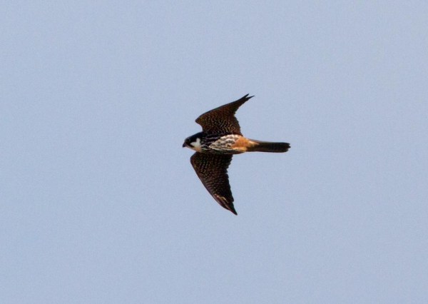 Foto van een Boomvalk, Haaksbergerveen, Twente, Overijssel