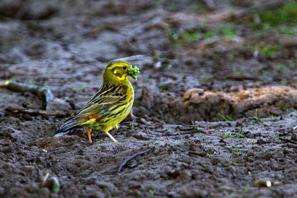 Foto van een Geelgors, Haaksbergerveen, Twente, Overijssel