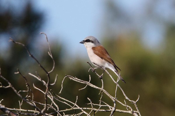 Foto van een Grauwe Klauwier, Sallandse Heuvelrug