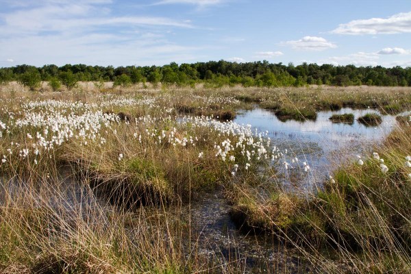 Foto van het Haaksbergerveen, Twente, Overijssel