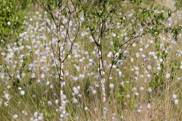 Foto van het Haaksbergerveen, Twente, Overijssel