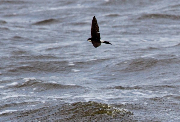 Foto van een Huiszwaluw, Starrevaart