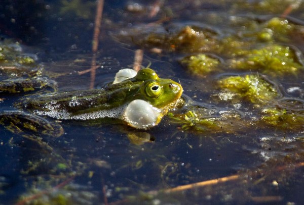Foto van een kikker, Haaksbergerveen, Twente, Overijssel