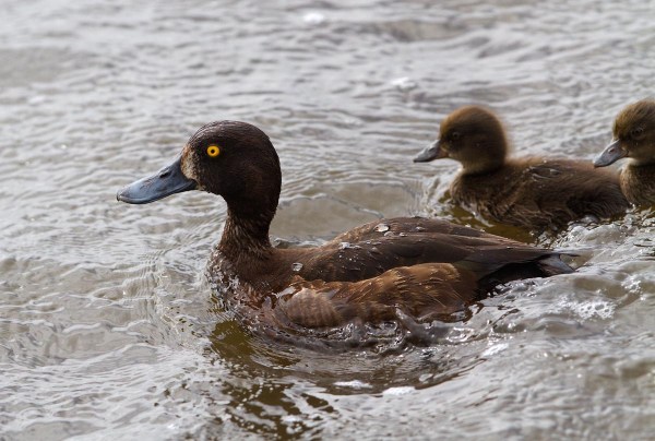 Foto van een Kuifeend, Starrevaart