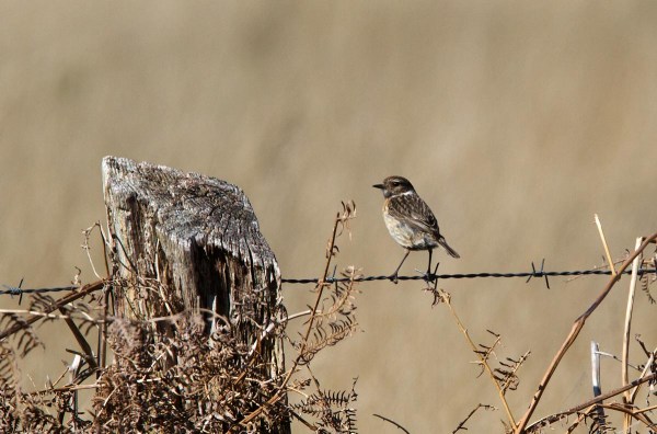 Foto van een Roodborsttapuit, Haaksbergerveen, Twente, Overijssel