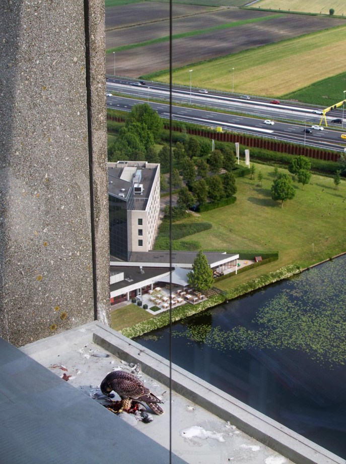 Foto van een juveniele Slechtvalk, Den Bosch