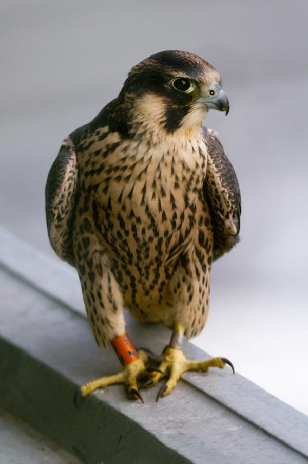 Foto van een juveniele Slechtvalk, Den Bosch