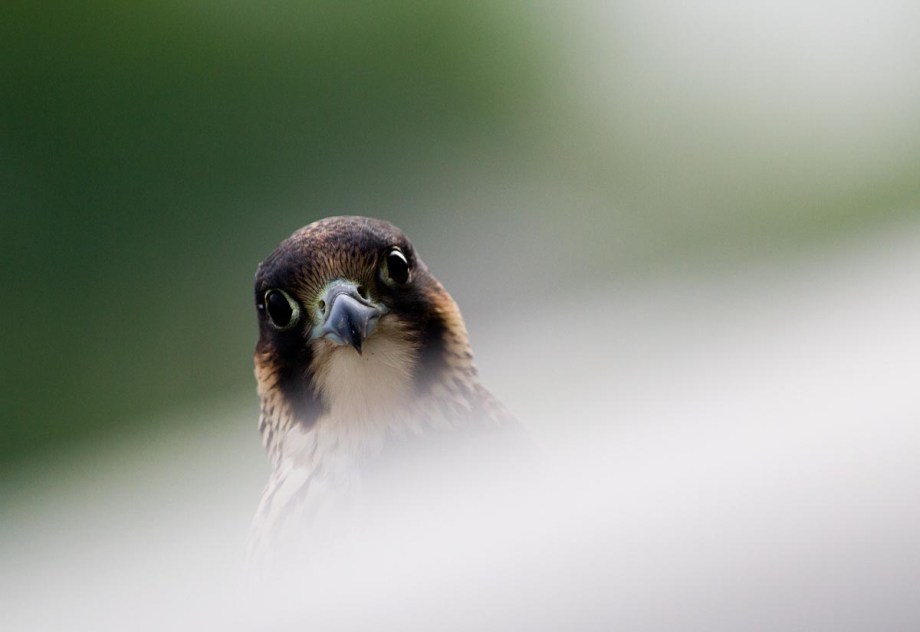 Foto van een juveniele Slechtvalk, Den Bosch