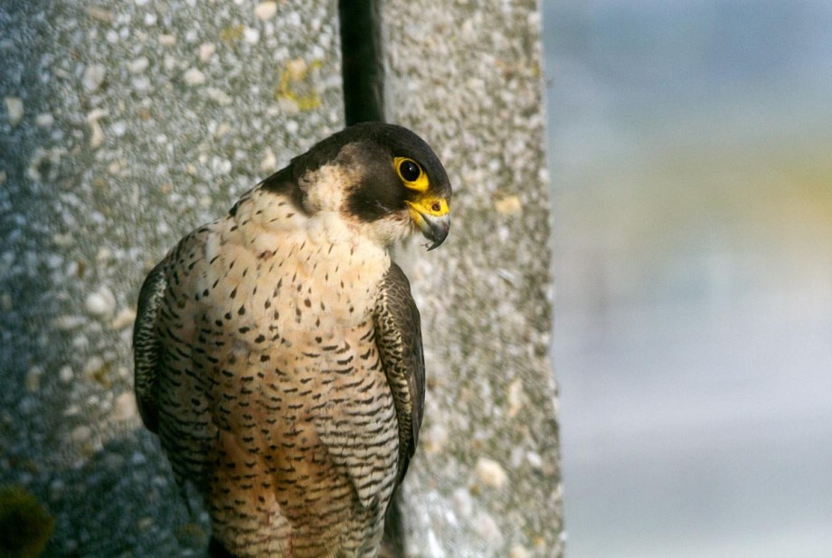 Foto van een Slechtvalk, Den Bosch