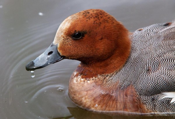 Foto van een Smient, Starrevaart