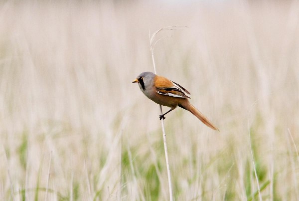 Foto van een Baardman, Nationaal Park Lauwersmeer