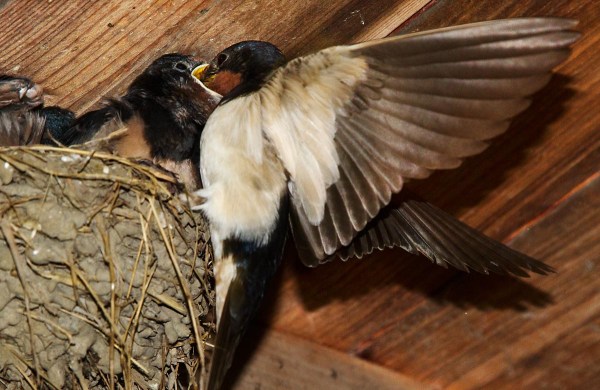 Foto van Boerenzwaluwen, Nationaal Park Lauwersmeer