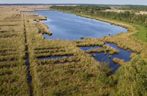 Foto van het Fochteloërveen