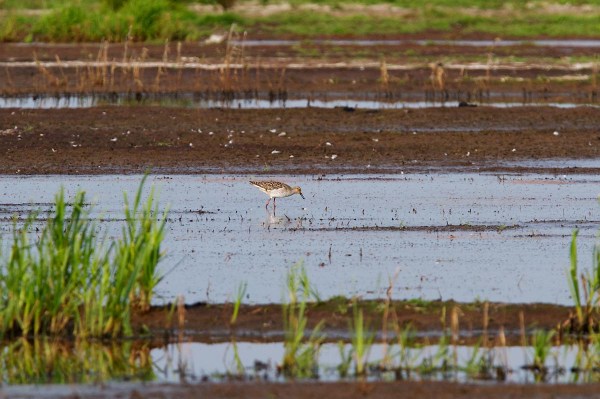 Foto van een Kemphaan, Ruygeborg, Nieuwkoopse Plassen