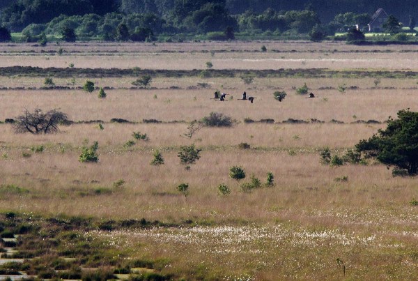 Foto van Kraanvogels, Fochteloërveen