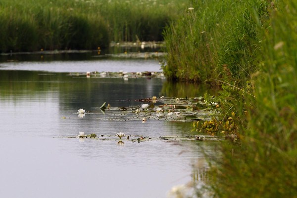 Foto van de Nieuwkoopse Plassen