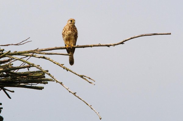 Foto van een  Torenvalk, Nieuwkoopse Plassen