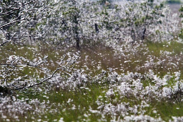 Foto van Wollegras, Fochteloërveen