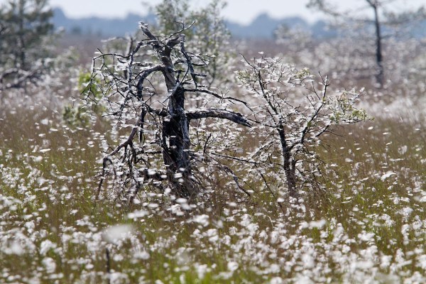 Foto van Wollegras, Fochteloërveen