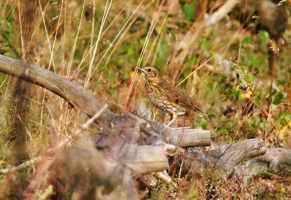 Foto van een Zanglijster in natuurgebied Kampina