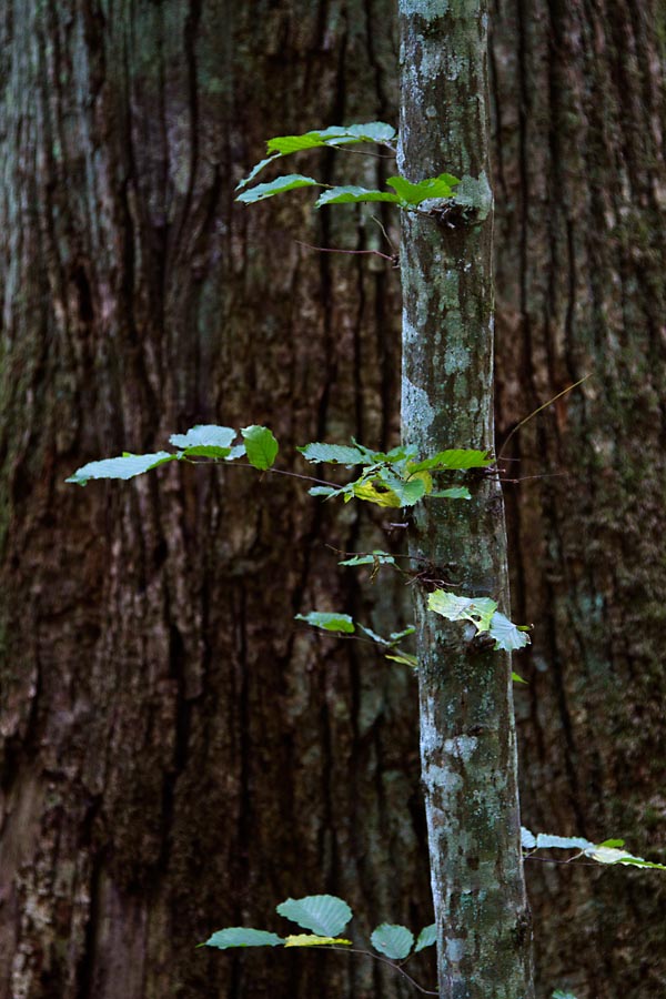 Foto van het bos van Bialowieza