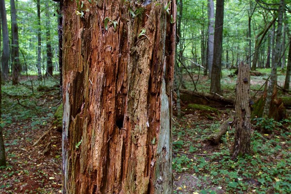 Foto van het bos van Bialowieza