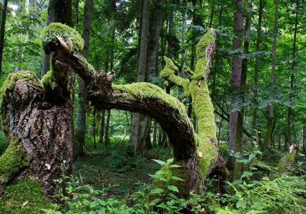 Foto van het bos van Bialowieza
