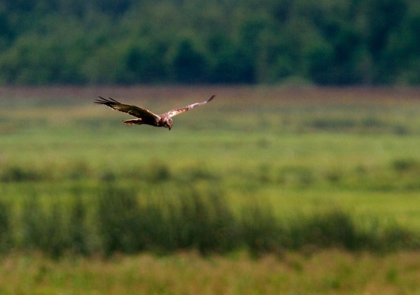 Foto van een Bruine Kiekendief, Nationaal Park Biebrza, Polen