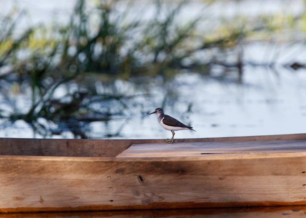 Foto van een Oeverloper, Nationaal Park Biebrza, Polen