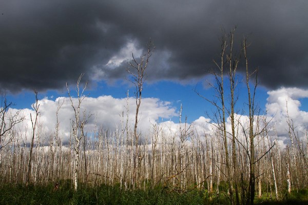 Foto van de Anklamer Stadtbruch, Anklam, Duitsland