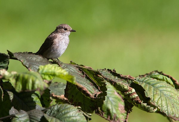 Foto van een Grauwe Vliegenvanger in Bialowieza dorp, Polen