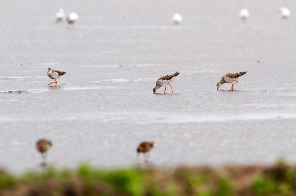 Foto van Kemphanen, Callantsoog