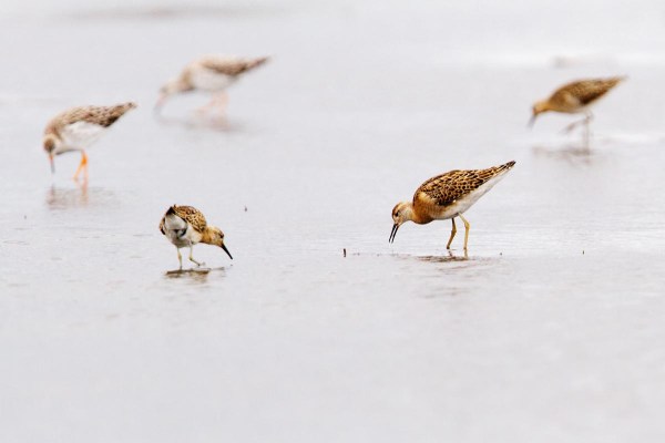Foto van Kemphanen, Callantsoog