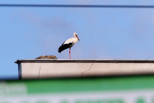 Foto van een Ooievaar, Bialowieza, Polen