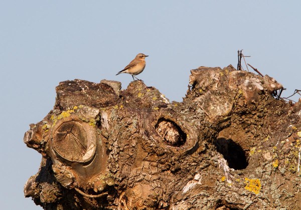 Foto van een Tapuit, Polder Heicop, Utrecht