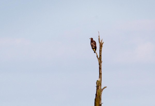 Foto van een Zeearend in een Aalscholverkolonie, Anklam, Duitsland