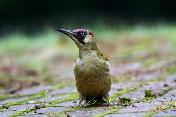 Foto van een Groene Specht, Vasse, Twente