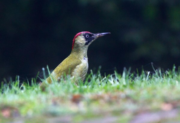 Foto van een Groene Specht, Vasse, Twente