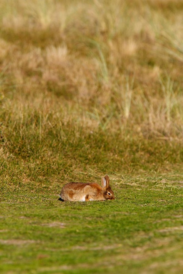 Foto van een Konijn in de duinen van Texel
