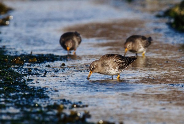 Foto van Paarse Strandlopers, Brouwersdam
